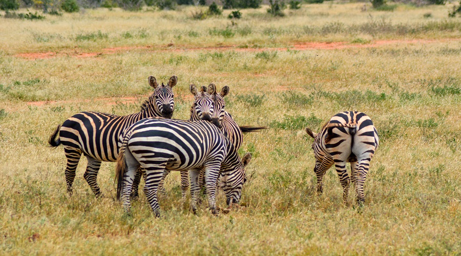 Luxury Safari - Ngorongoro in November
